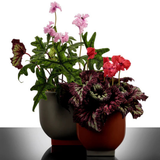 Rosamar Flowerpot 03